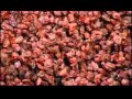 How Its Made   Raisins Discovery Channel