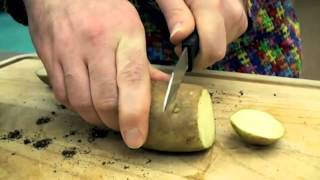 How to Clone a Potato | Biotechnology Learning Lab | The Children's Museum of Indianapolis