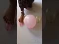Chanda मामा आएंगे 🌞|| #ballongame #poppballons #balloonpop #balloon