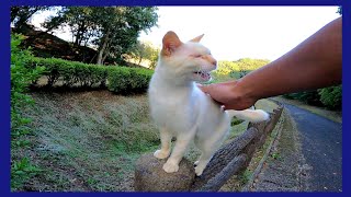 手摺の上を歩いて付いてくる野良猫がカワイイ