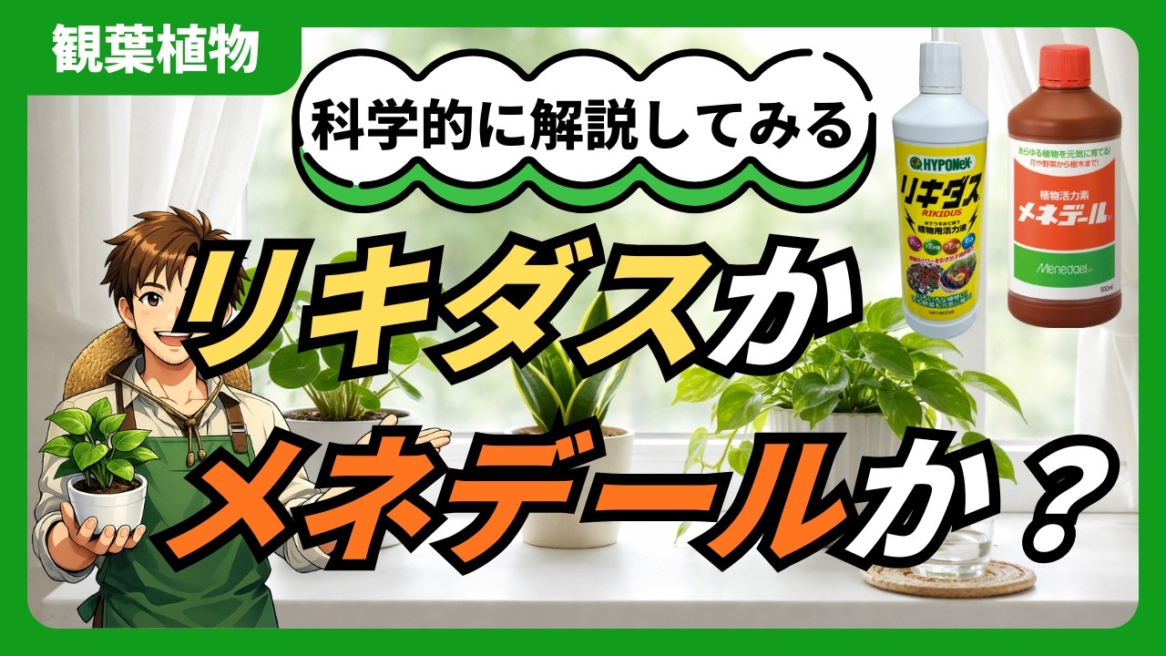 【完全決着】リキダスorメネデール！どっちを使う？プロの使い分け術 #活力剤 #観葉植物 #園芸 #肥料 #ガーデニング 
