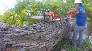 Tree Removal By Sevenzocks