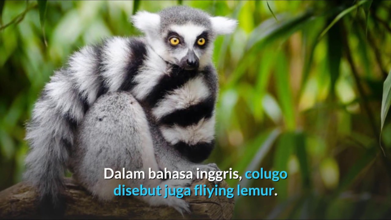 Fakta Mengenai Colugo atau Kubung Nokturnal Sejenis 