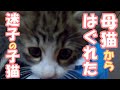 【子猫保護】保護2日目の様子 母猫からはぐれた子猫 ノミがいっぱいついていた【保護猫/捨て猫/迷い猫/はぐれ猫】