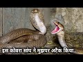 देखिए कोबरा सांप ने कैसे अटैक किया, बहुत बड़ा कोबरा सांप Rescue Indian Cobra Snake