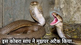 देखिए कोबरा सांप ने कैसे अटैक किया, बहुत बड़ा कोबरा सांप Rescue Indian Cobra Snake