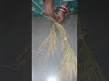4 December 2025 #gurubarpuja #riceart #funny #viral #video #women #shorts #reels #manabasagurubar