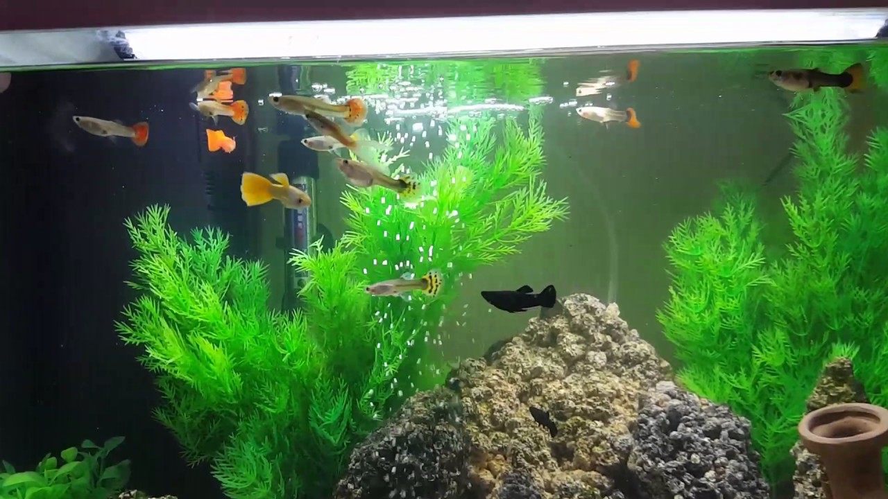  Guppy aquarium  YouTube