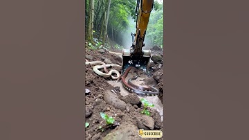 Unexpected Snake Encounter While Excavating in the Amazon,#SnakeEncounter#ExcavatorLife