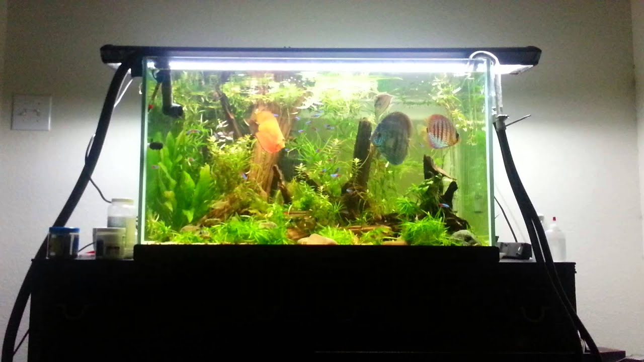 65 gallon rimless discus holding tank youtube