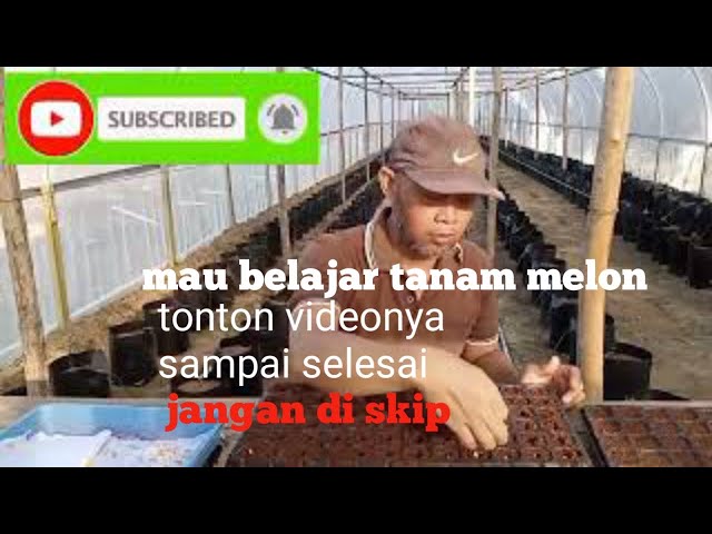 cara tanam melon hidroponik fertigasi dari A-Z class=