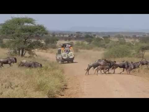 Video: Här är Exakt Vad Du Inte Borde Göra På En Safari I Afrika