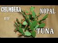 DIY CHUMBERAS, NOPALES, TUNAS PARA EL BELÉN, REALISMO PARA TU NACIMIENTO - PRICKLY PEAR, CACTUS