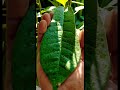How To Use VAM Vesicular Arbuscular Mycorrhiza ON 19 Year Old Jetropha Plant VAM