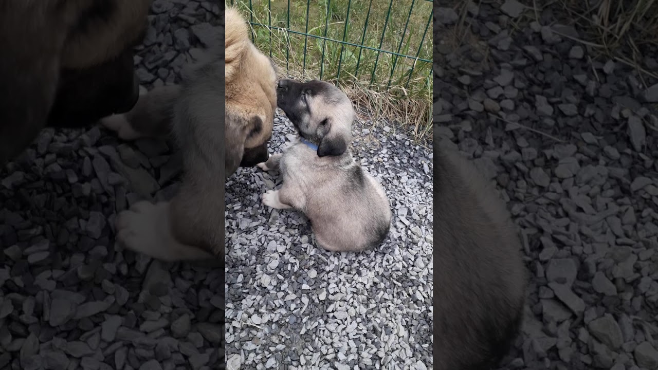 1 aylık kangal yavrusu, yeni köpek ile ilk tanışma. 2. köpek. YouTube