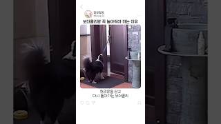보더콜리랑 꼭 놀아줘야 하는 이유