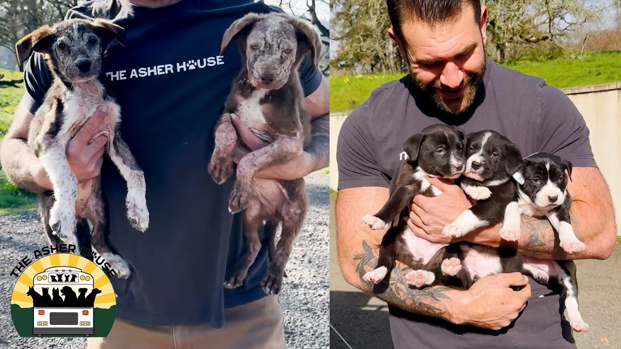 These mange puppies were moments from being put down  Lee Asher