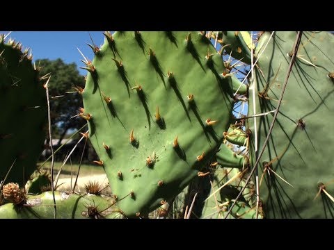 Ancient Food: Prickly Pear Cactus