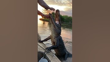 Thumbnail of #Louisiana #airboattoursbyarthur #airboat #gator #swamp