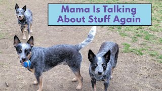 Vlog Time: Mama Is Struggling by The Heeler Mama 936 views 1 month ago 12 minutes, 50 seconds