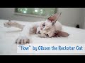 Funny Devon Rex kitten has crazy dream - original guitar music の動画、YouTube動画。