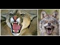 3 Frightening North America Animal Attacks