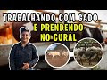 Como prender o gado ! - fazendo uma venda de bezerro