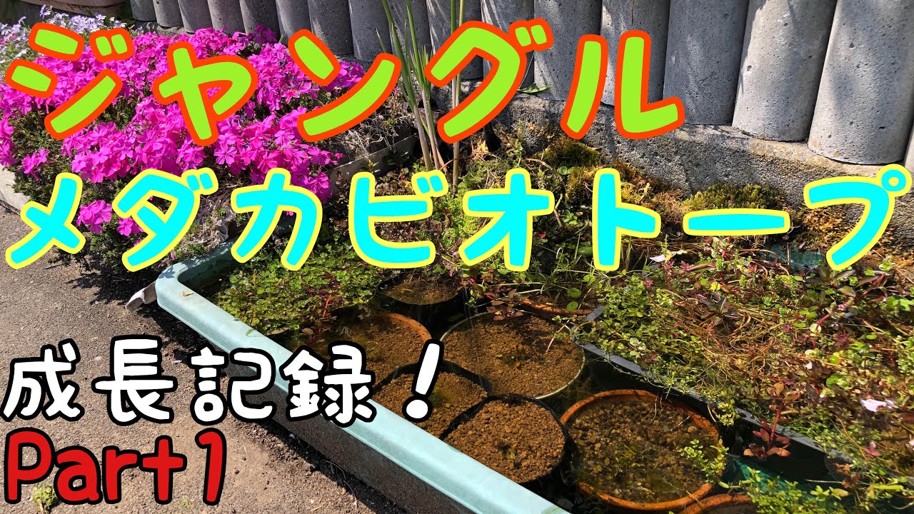 水草の寒さ強さランキング ビオトープでの冬場の管理方法 越冬方法 ビオトープ定番水草 アクアリウム用水草まで15種類以上 Youtube