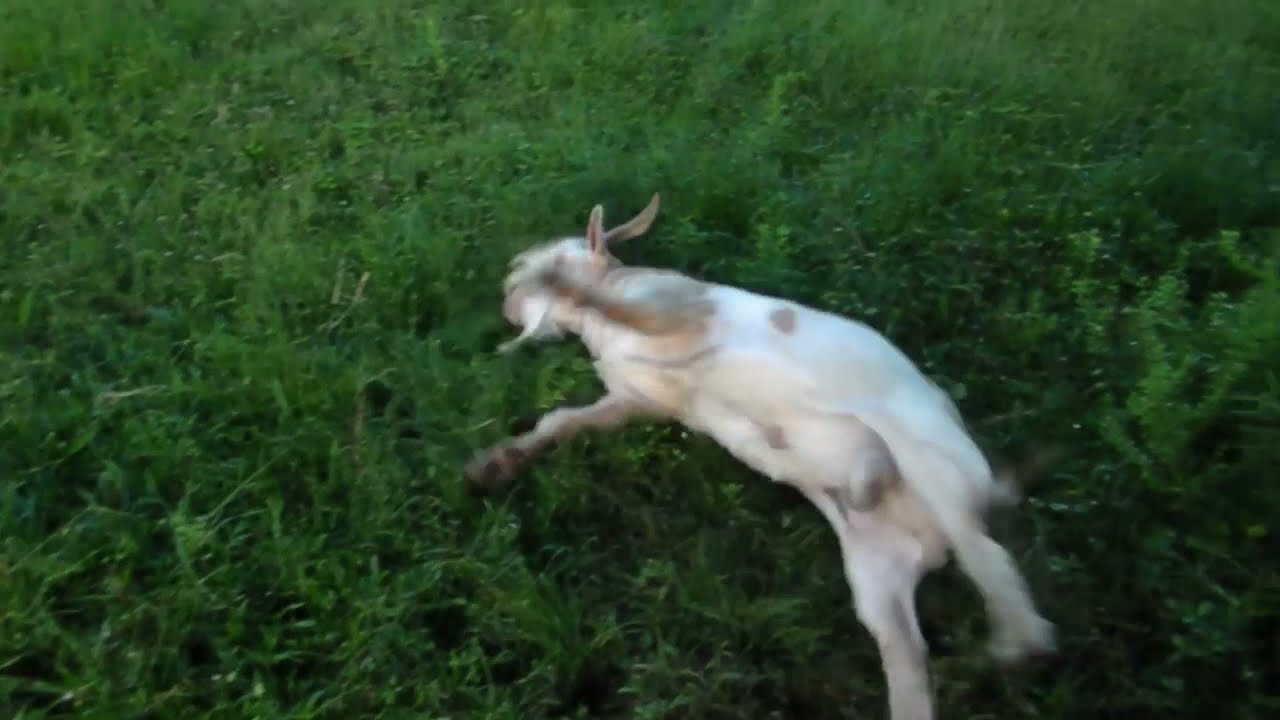 𝐅𝐚𝐢𝐧𝐭𝐢𝐧𝐠 𝐠𝐨𝐚𝐭𝐬, 𝐭𝐡𝐞𝐢𝐫 𝐦𝐮𝐬𝐜𝐥𝐞𝐬 𝐟𝐫𝐞𝐞𝐳𝐞 𝐟𝐨𝐫 𝐮𝐩 𝐭𝐨 𝟐𝟎 𝐬𝐞𝐜𝐨𝐧𝐝𝐬 !