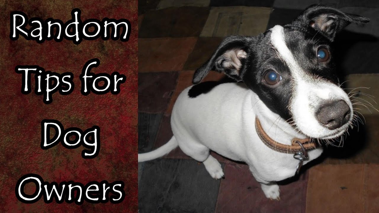 Random Tips for Dog Owners - YouTube