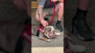 Ezydog秒穿胸背帶配零拉力牽繩散步更輕鬆