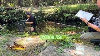 Tropical Fish in My Nature Journal: Amazon Brazil
Someone please tell nine-year-old Marley that we are nature journaling tropical fish in the Amazon! In the rainforest near Manaus, Brazil Ana Rita Gonçalves of the Igapó Institute goes into the water after the fish. She is helping me nature journal live fish catching, observing, and documenting the brilliant biodiversity of in this small stream. This entire ecosystem is threatened by the urbanization and habitat destruction. See what nature journaling techniques I used and follow the adventure in the video.
This episode came out a week early for my Patreon members! Share the vision and support the show at patreon.com/marleypeifer
Learn more about the Igapó Institute at their website Igapo.org
Want to nature journal at this location in October 2026? Sign up for my newsletter on my website at marleypeifer.com
#naturejournaling #naturejournalshow #tropicalfish Tropical Fish in My Nature Journal: Amazon Brazil