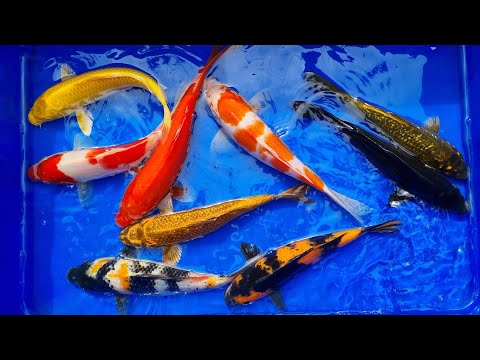 Video Cá Chép Koi, Chép Phụng Theo combo dễ lựa chọn - youtube