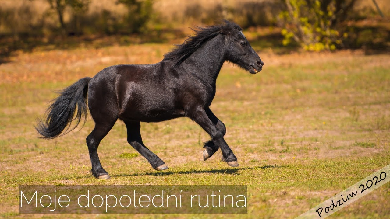 Moje dopolední rutina u koní l Podzim 2020 l EquiStella