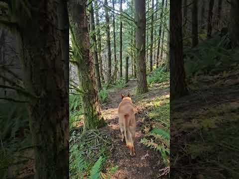 Hiking with Keenin. #nature #hiking #doglife #trail #rescuedog #germanshepherd
