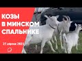 Козы выбрались на прогулку по Минску