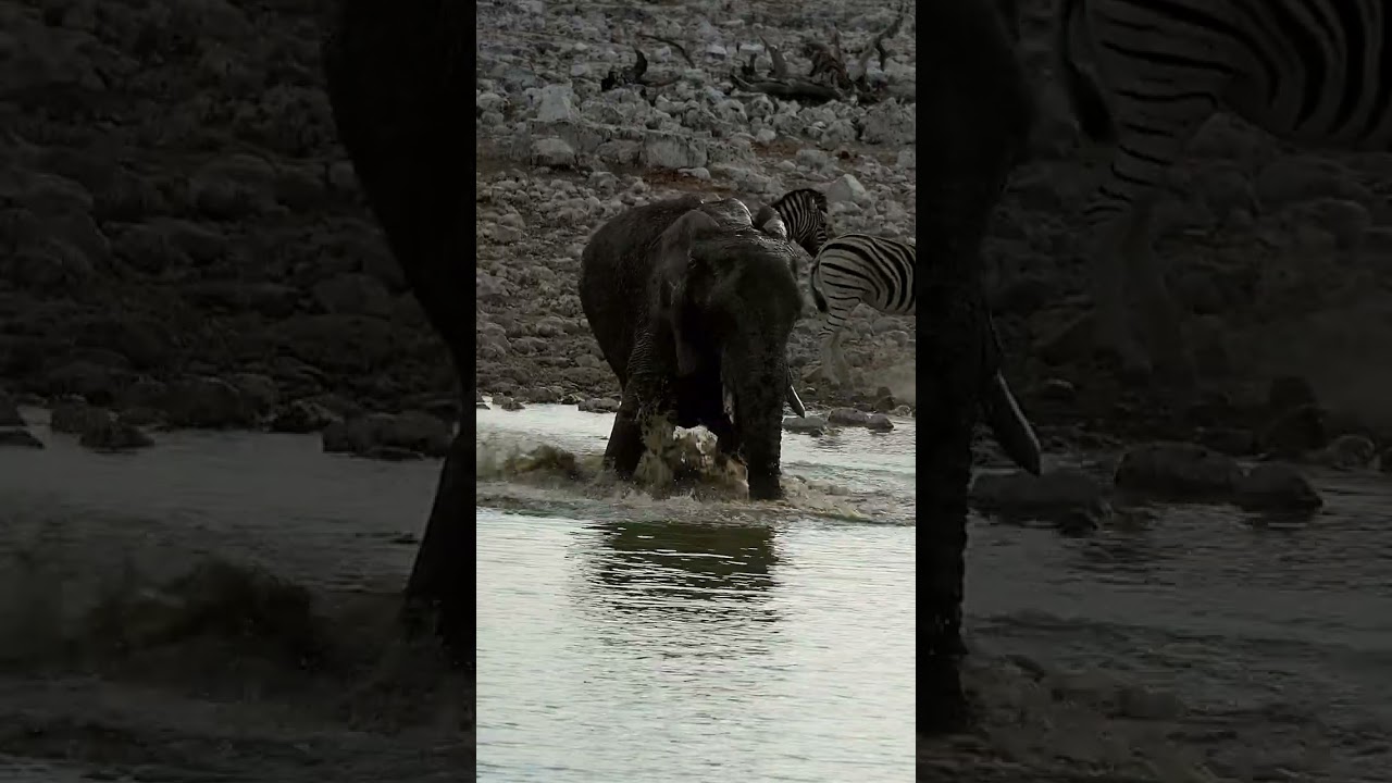 Splashing Spectacle: Young Elephant's Waterhole Frolic"