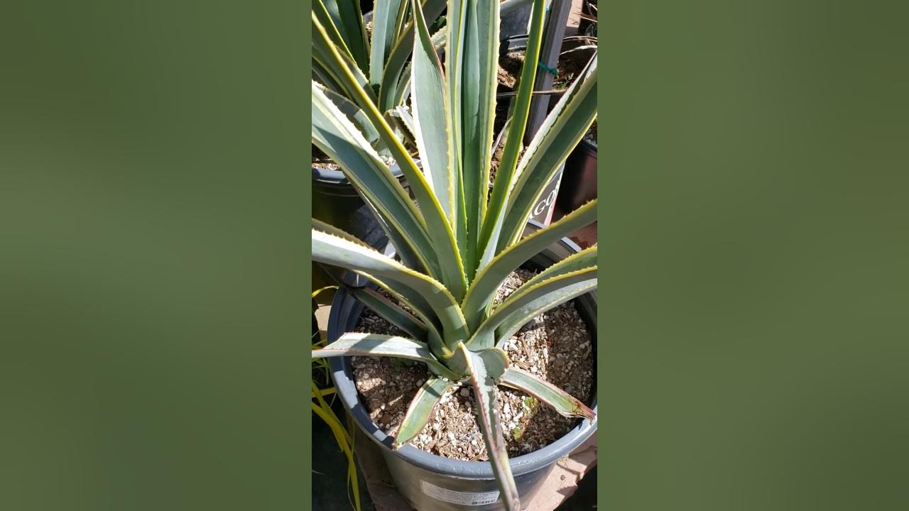 🪴🥃 VARIEGATED TEQUILA AGAVE 🪴 AGAVE TEQUILANA LEMENO 🪴🥃 YouTube
