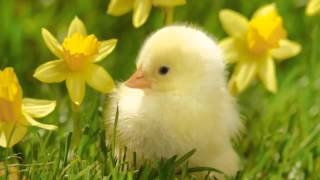 Happy Easter Montage!