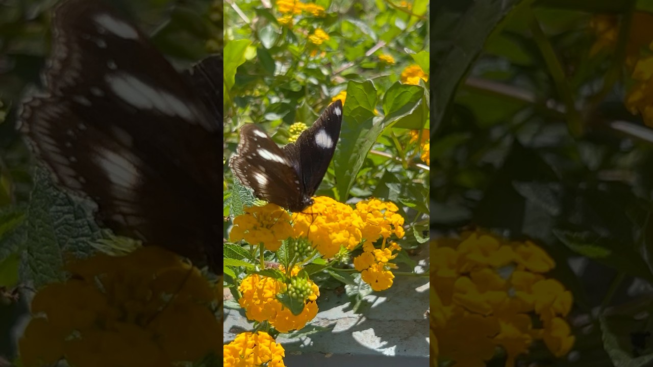 Real beauty of nature || Home Gardening | 