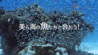 「48th Sony Aquarium」等身大ジンベエザメを迫力の映像で体感！　東京・銀座　ソニービル【ソニー公式】
