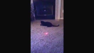 Bombay Cat chasing his laser pointer 'BatCat' by BOMBAY BATCAT 91 views 8 years ago 32 seconds