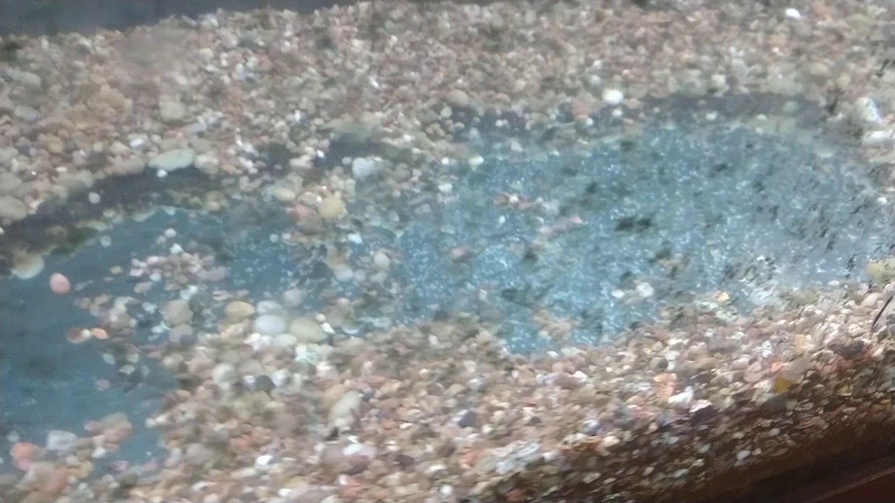 Bluegill eggs are laid! YouTube