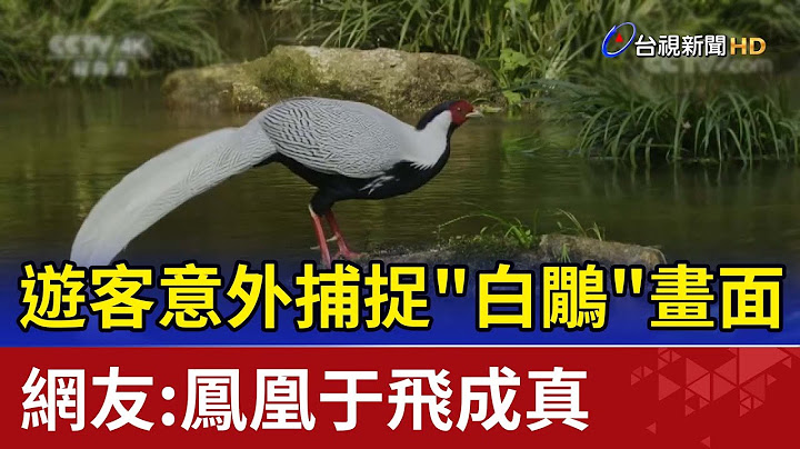 遊客意外捕捉"白鷳"畫面 網友:鳳凰於飛成真 - 天天要聞