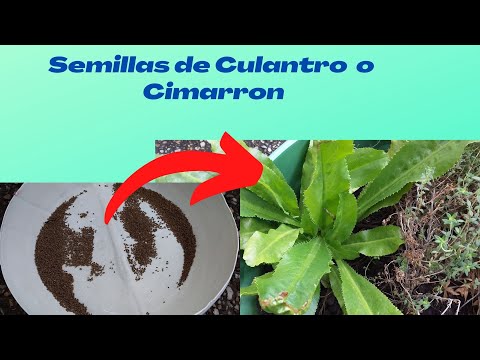Como Obtener Semillas Del Culantro o Cimarrón //How to Get Cilantro or Cimarrón Seeds