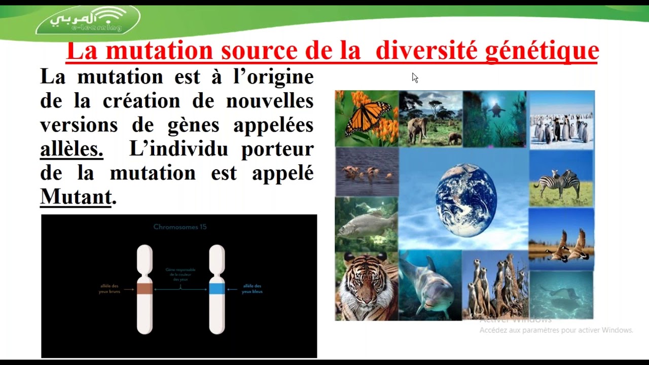 Seance Svt 3 Eme Sciences La Mutation Youtube