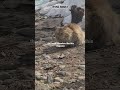 Tiny paws, gentle wings, and wild hearts #viralshort #cat #animallife #dog #eyecatchy #youtubeshorts
