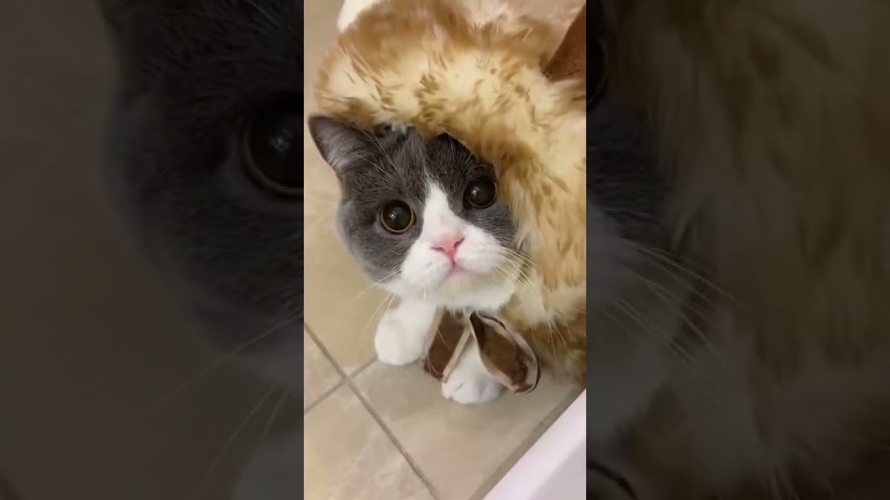 wow cat meme : Kitten