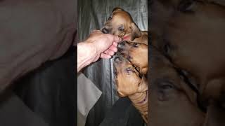Rhodesian Ridgeback Puppies eat Purina Pro Plan Lamb and Rice