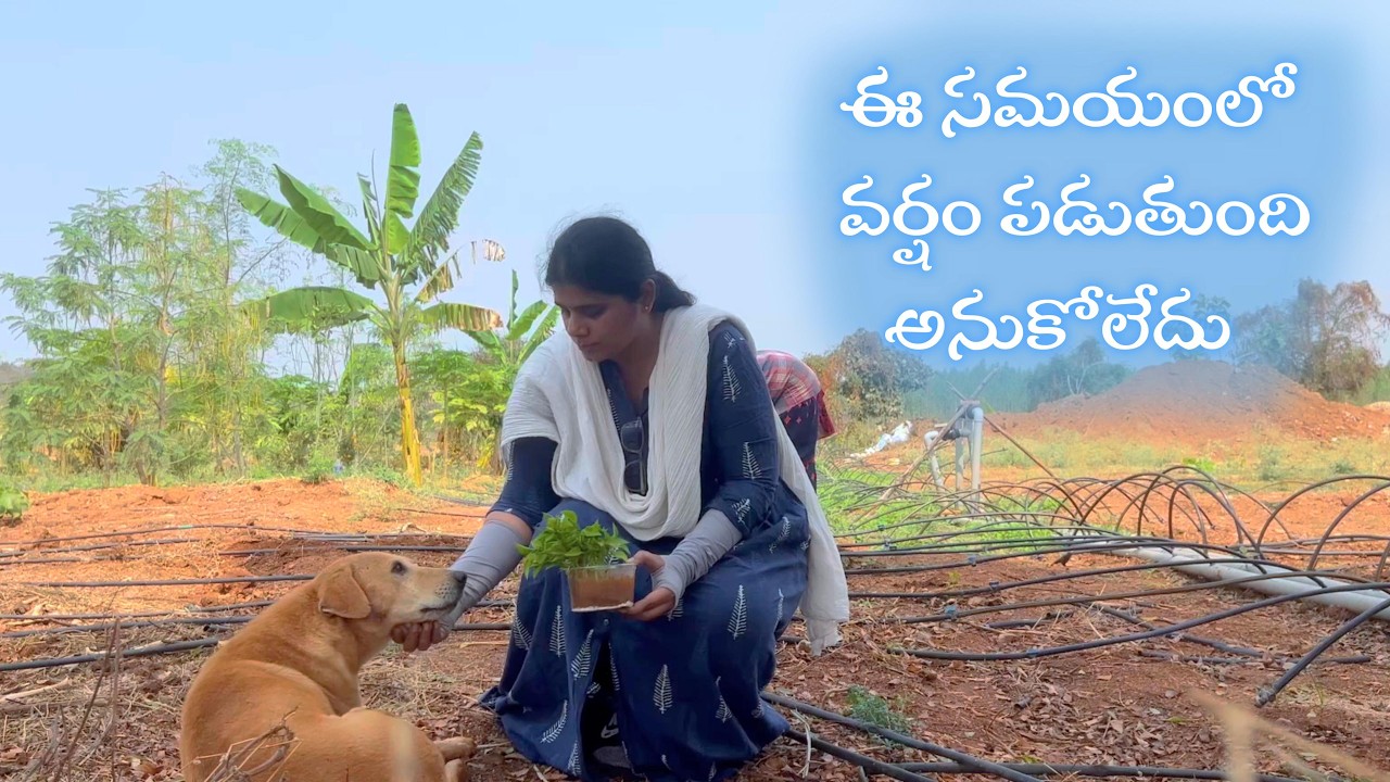 ఈ సమయంలో వర్షం పడుతుందని అస్సలు అనుకోలేదు|5డేస్ అక్కడే తోట ఉండి పనులు చూసుకున్నానుBLikeBindu
